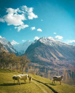 sheeps in mountains